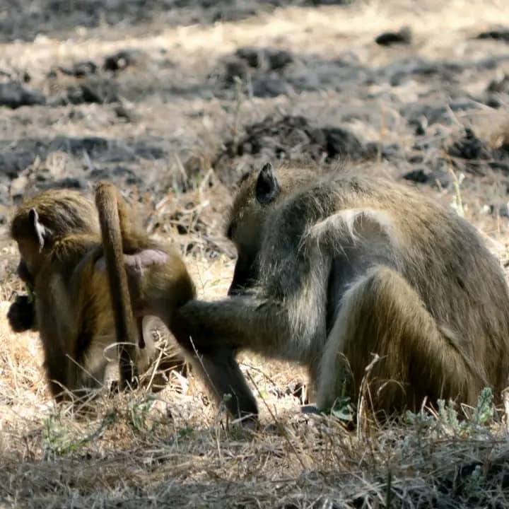 Wildlife in Zambezi National Park
